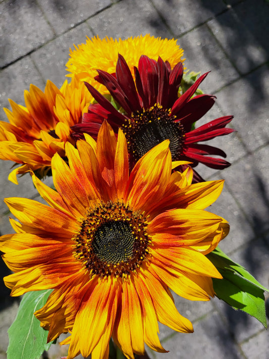 Zonnebloemen