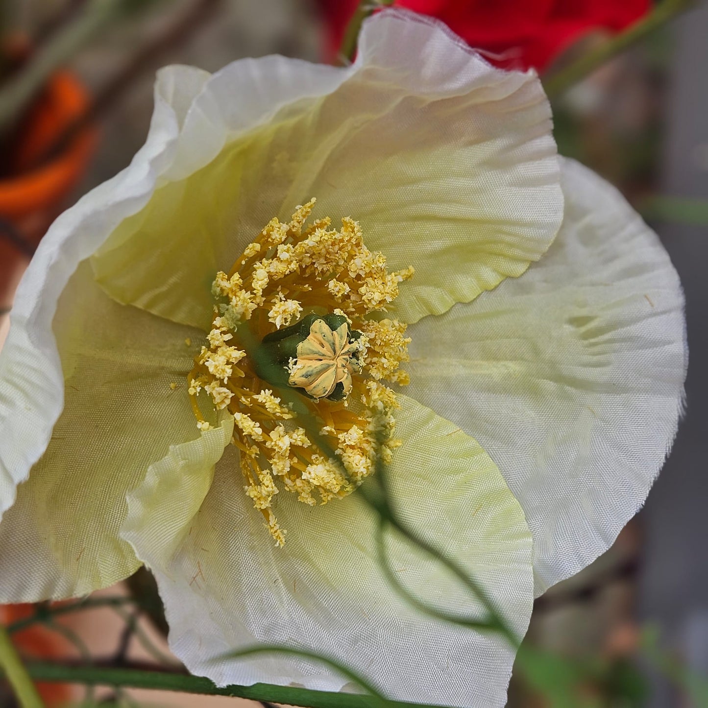 Close up Papaver