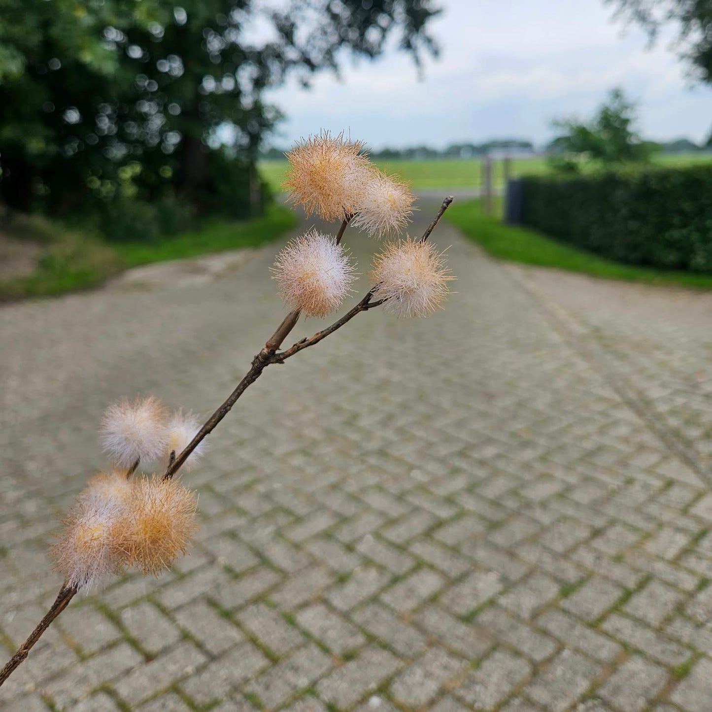 Pluis takje