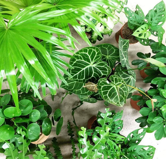 Kamerplant vrije keuze