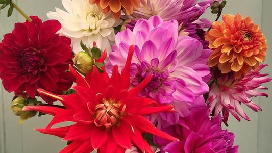 Dahlia