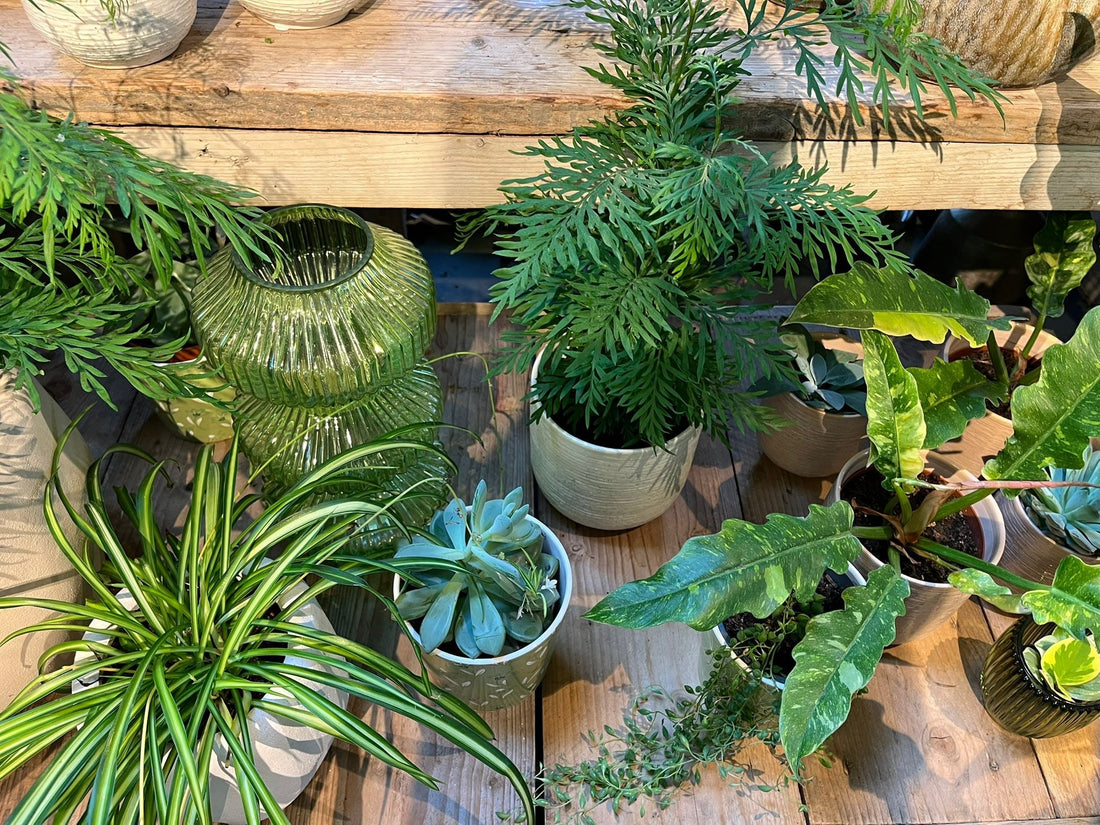 🌿 Kamerplanten verzorgen in de herfst: tips voor na de zomer