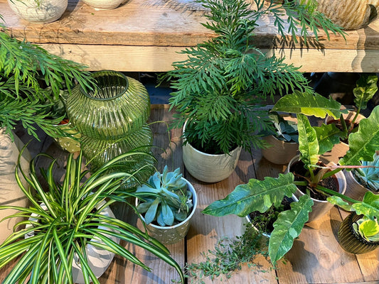 🌿 Kamerplanten verzorgen in de herfst: tips voor na de zomer