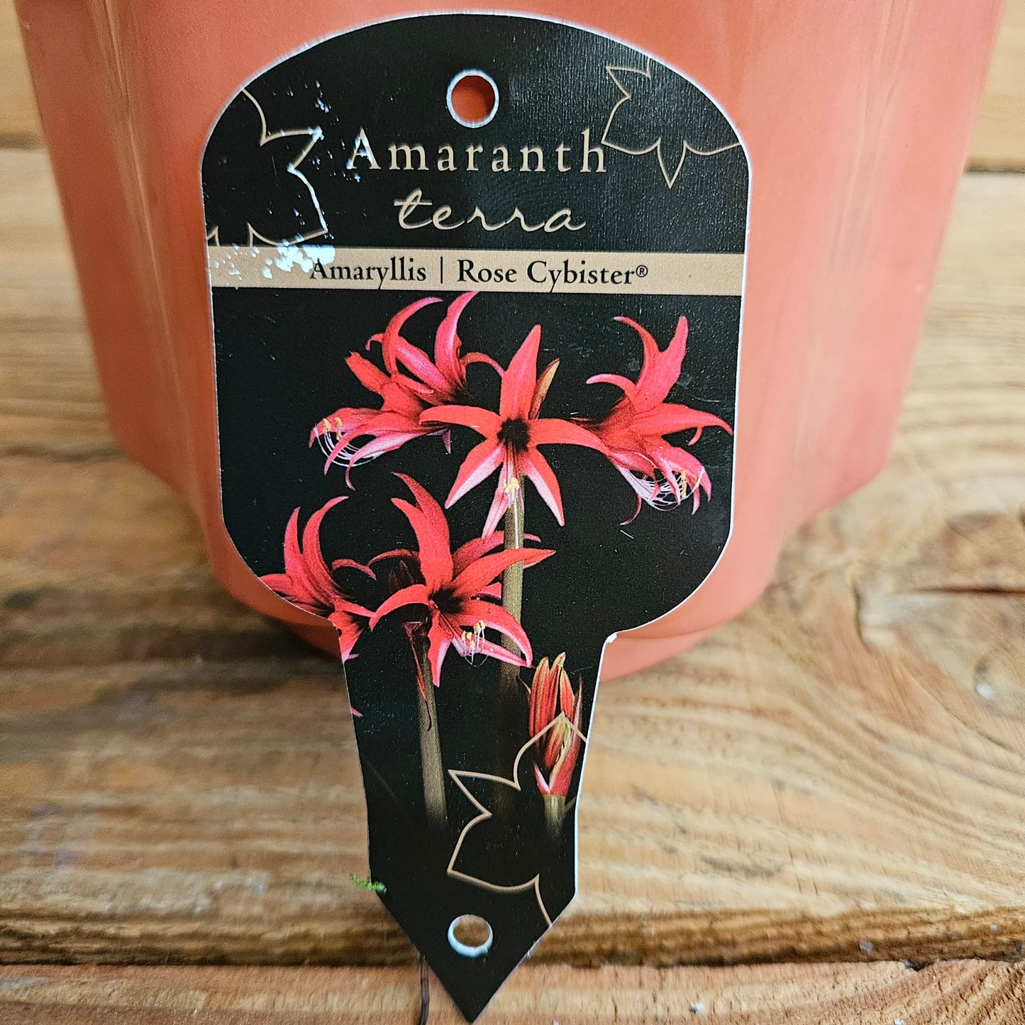 Amaryllisbol Amaranth