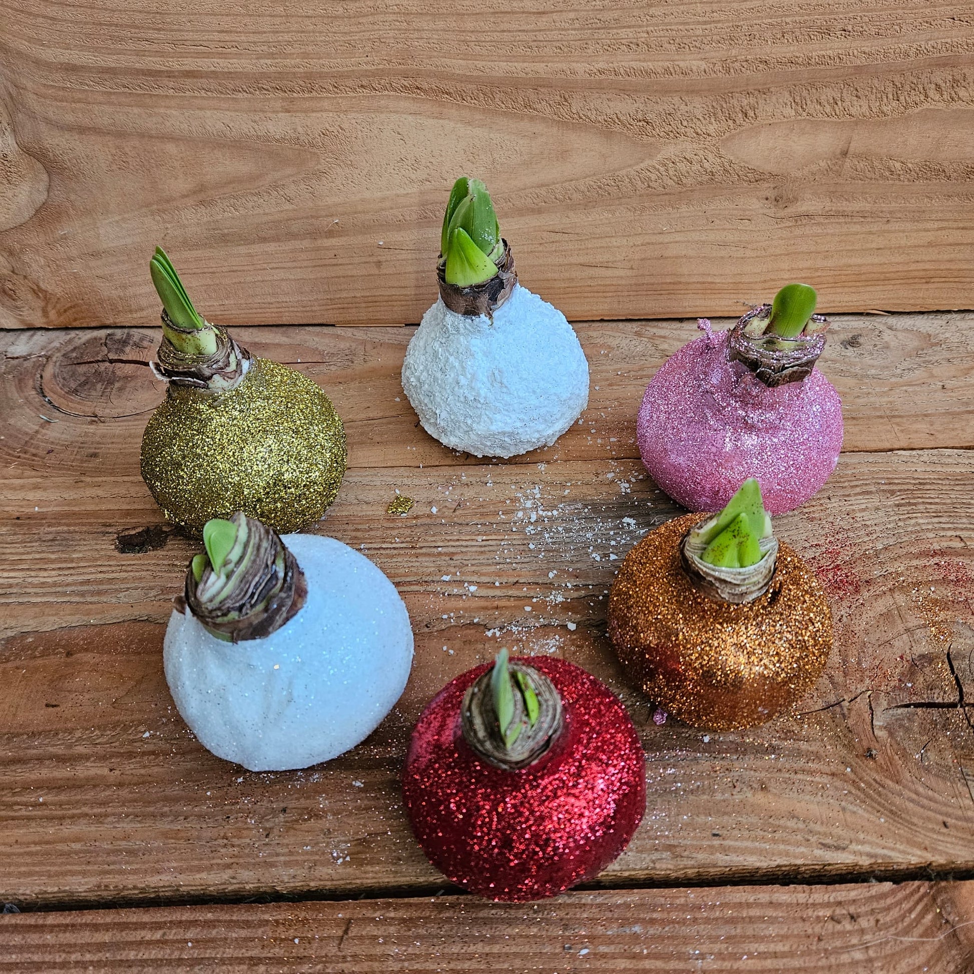 Amaryllisbollen gekleurd