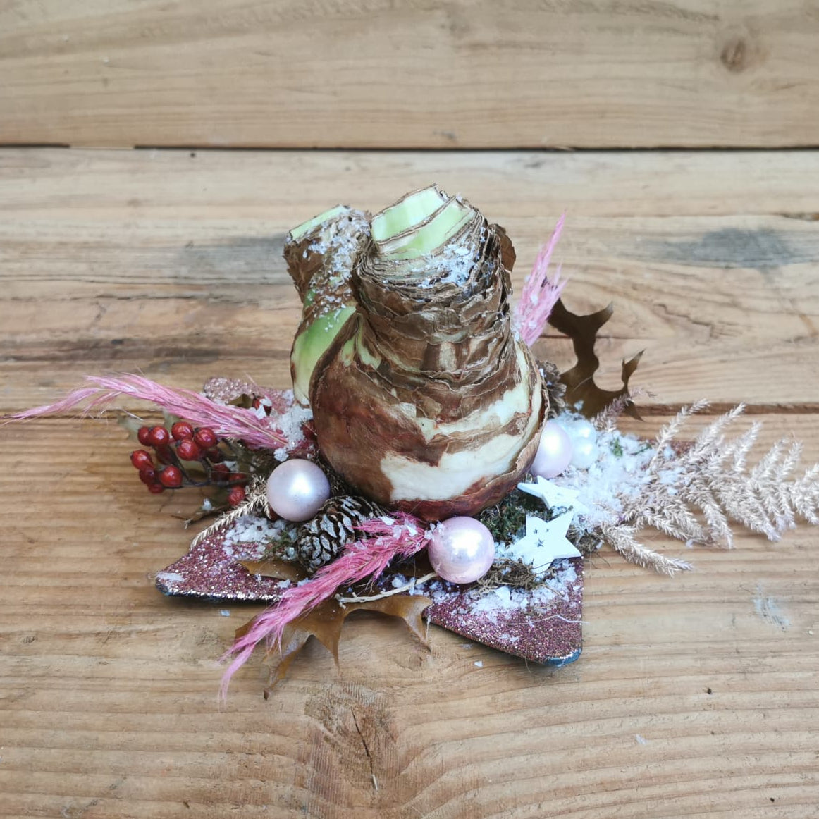 Amaryllisbol op ster