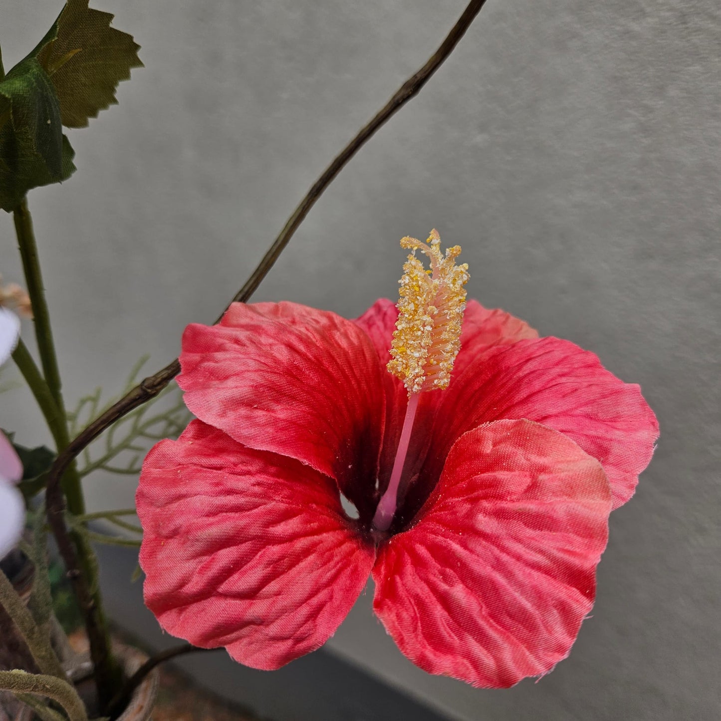 Close up Hibiscus