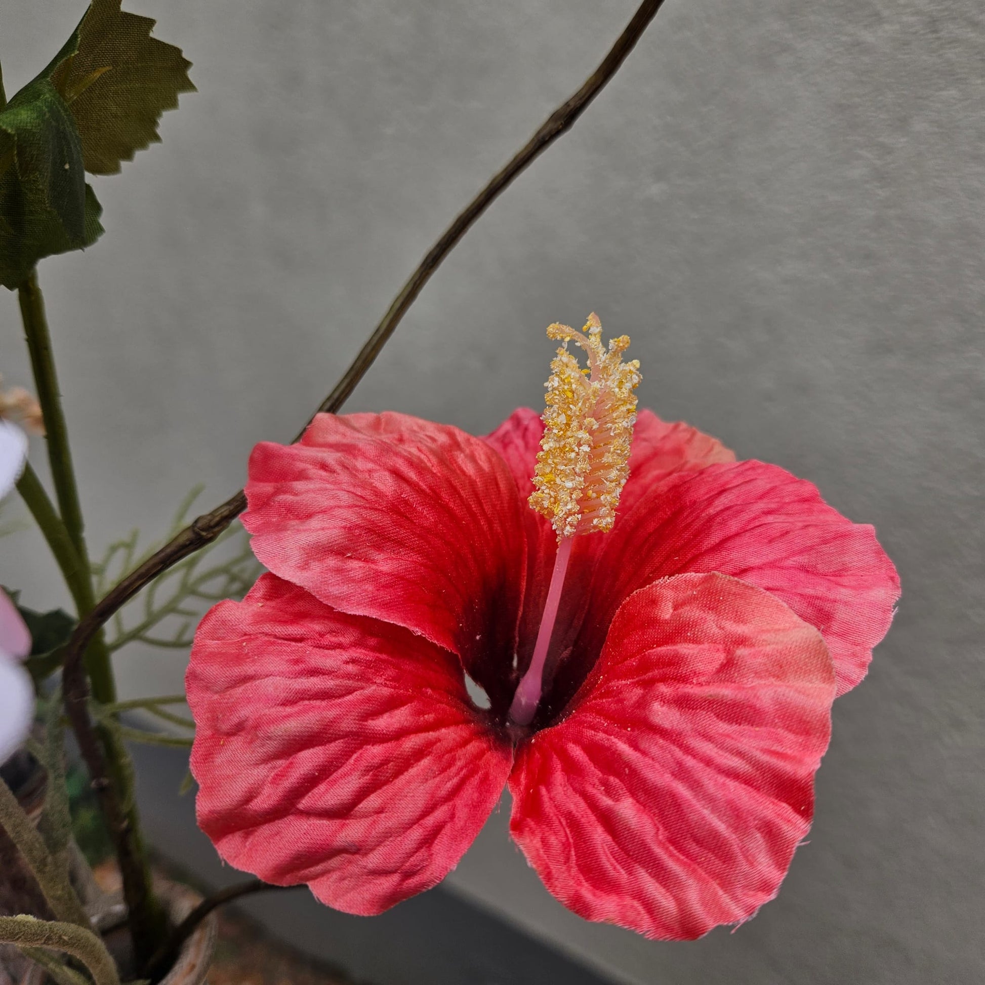 Close up Hibiscus