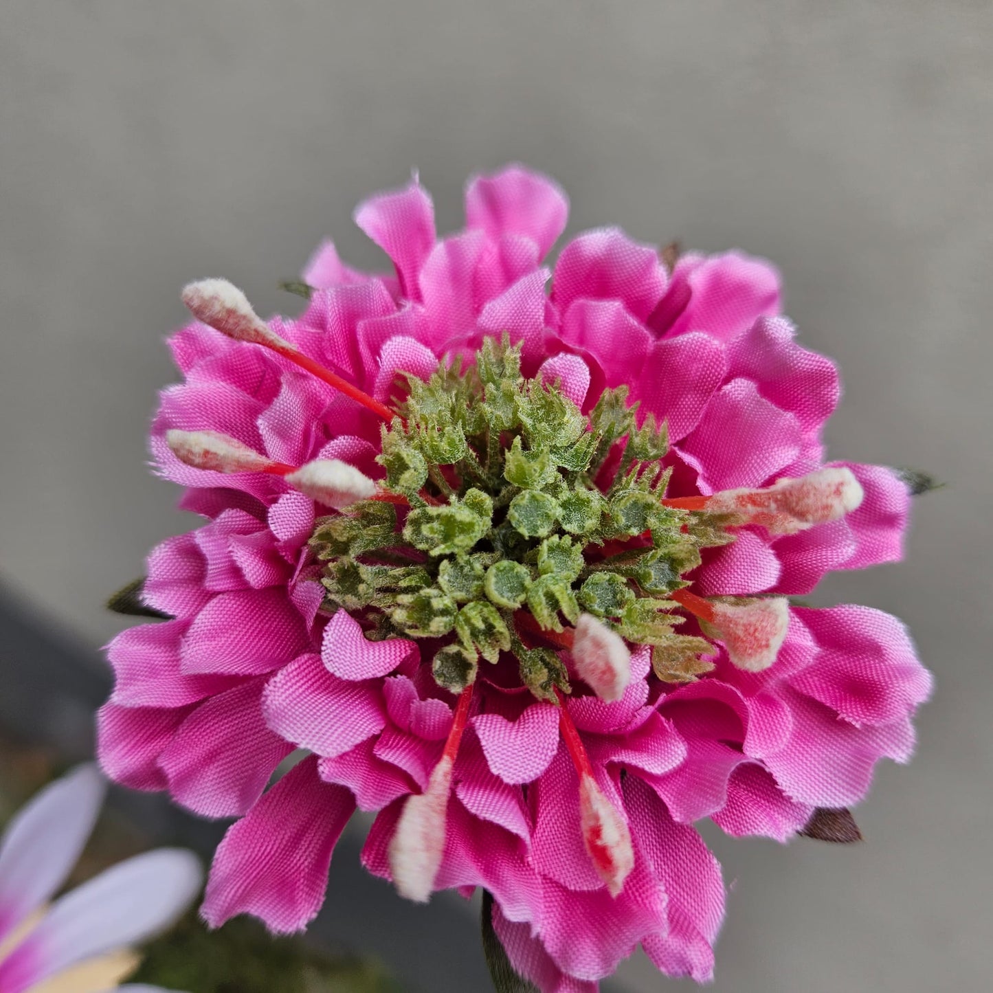 Close up Scabiosa