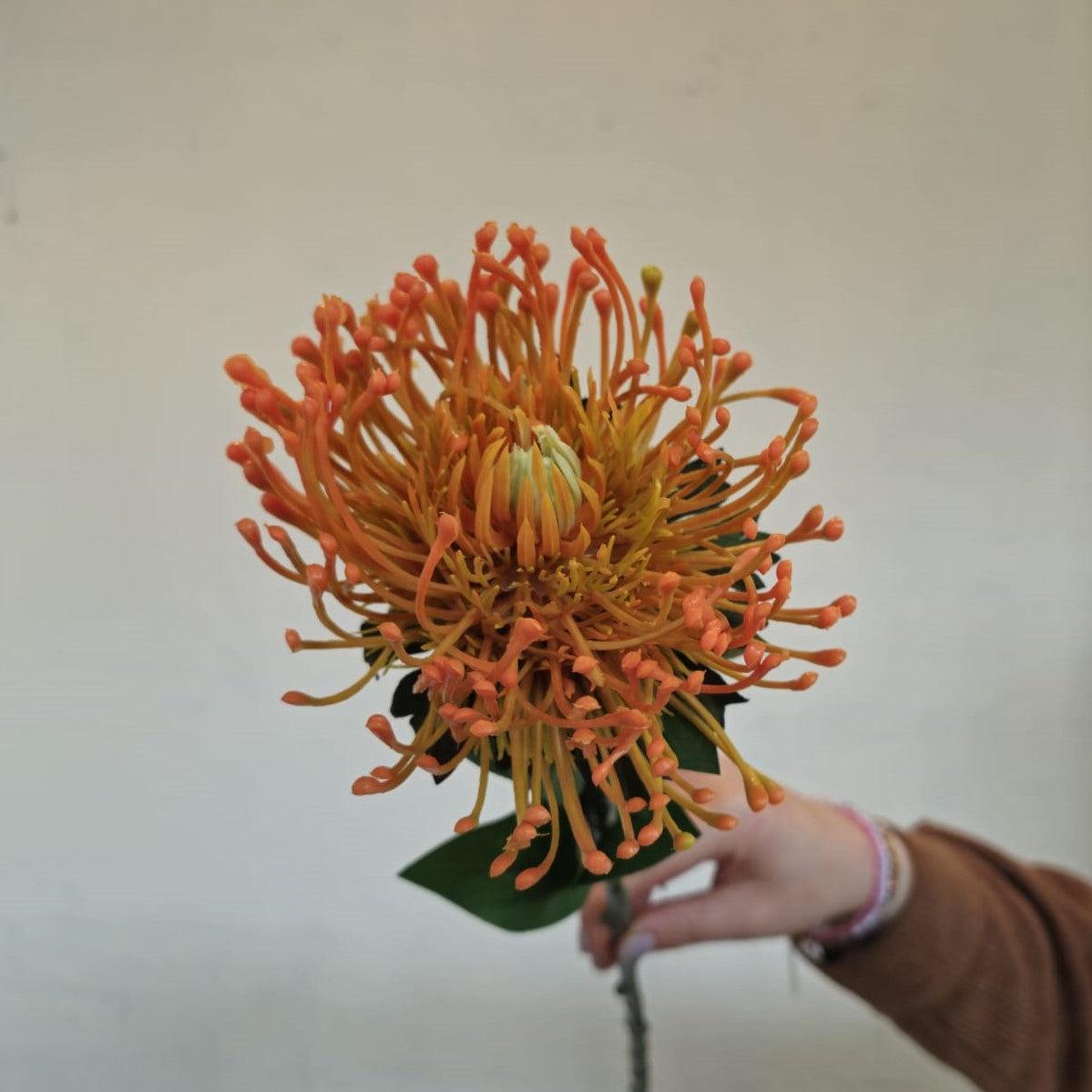 Nutan oranje, 72 cm