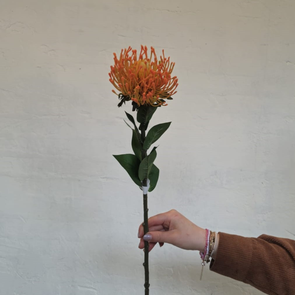 Nutan oranje, 72 cm